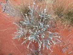 Dicrastylis lewellinii