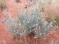 Dicrastylis lewellinii
