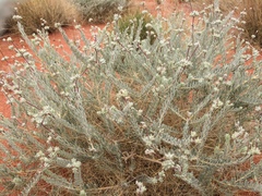 Dicrastylis lewellinii