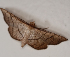 Hypolamprus ypsilon