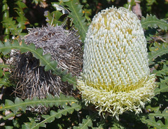 Banksia speciosa