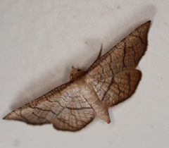 Hypolamprus ypsilon
