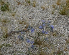 Eriastrum eremicum eremicum