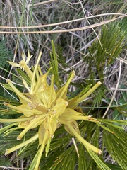 Aciphylla multisecta