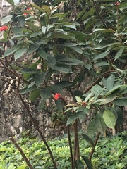 Jatropha integerrima