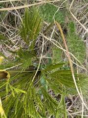 Aciphylla multisecta