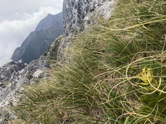 Aciphylla multisecta