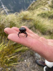 Geodorcus helmsi