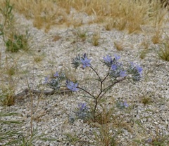 Eriastrum eremicum eremicum