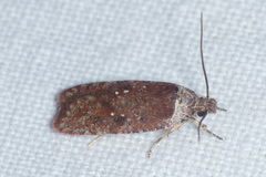Agonopterix cnicella