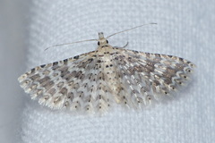 Alucita cancellata