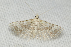 Alucita cancellata