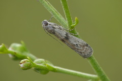 Cadra furcatella