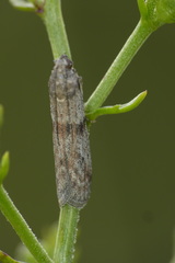 Cadra furcatella