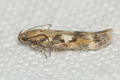 Caryocolum marmorea