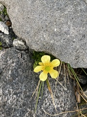 Ranunculus sericophyllus