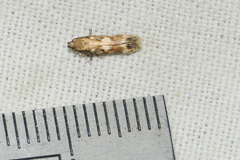 Caryocolum marmorea