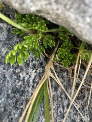 Ranunculus sericophyllus