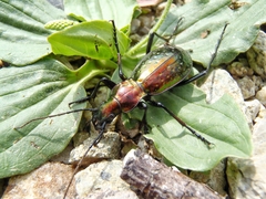 Carabus rutilans