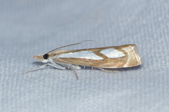 Catoptria mytilella