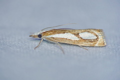 Catoptria mytilella