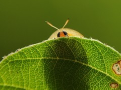 Oocassida pudibunda