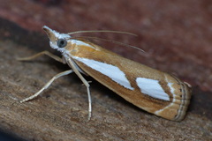 Catoptria mytilella