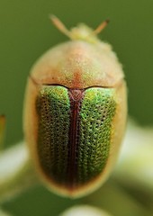 Oocassida pudibunda