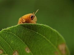 Oocassida pudibunda