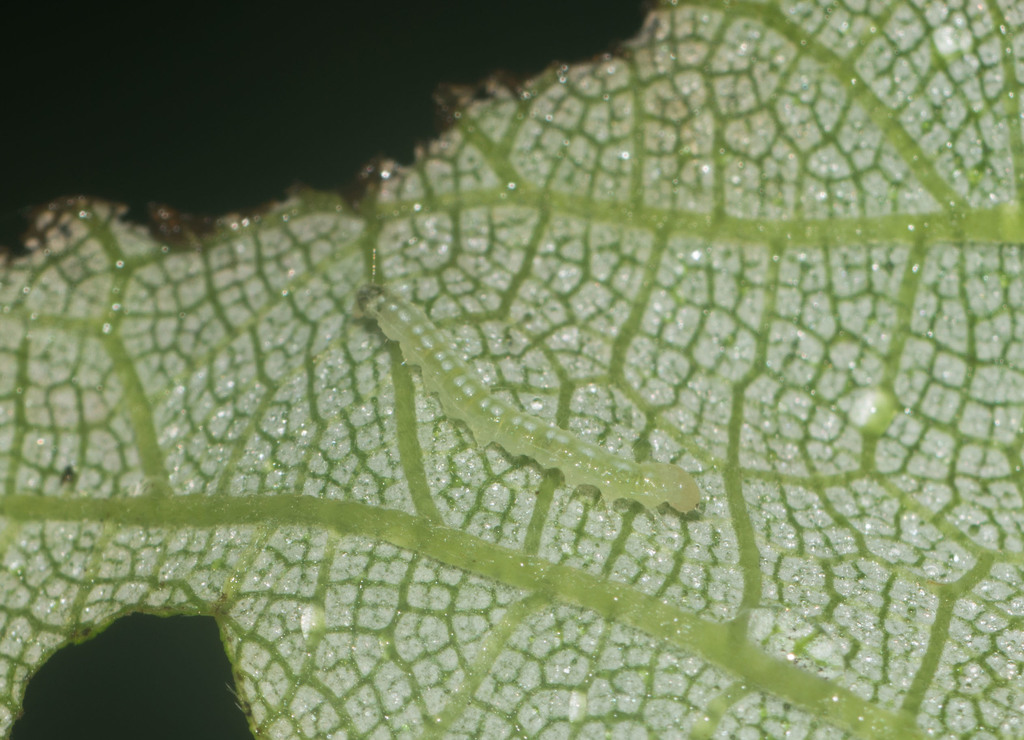Udea stellata