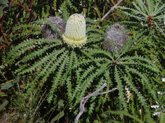 Banksia speciosa
