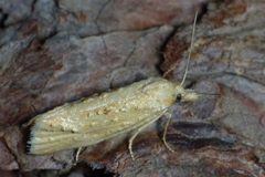 Cochylimorpha meridiana