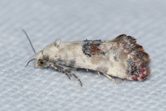 Neocochylis hybridella