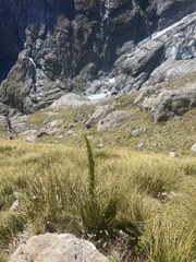 Aciphylla crenulata