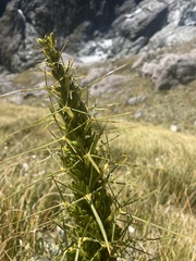 Aciphylla crenulata