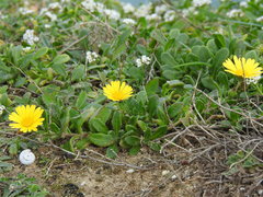 Calendula suffruticosa algarbiensis