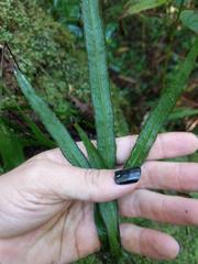 Lindsaea ensifolia