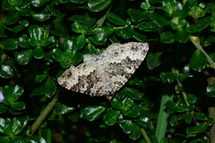 Chrysolarentia argocyma