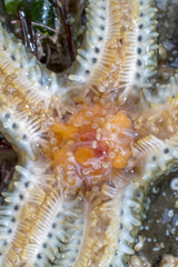 Anasterias antarctica