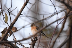Fringilla montifringilla