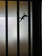 Gekko japonicus