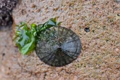 Siphonaria lessonii