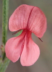 Indigofera leptocarpa
