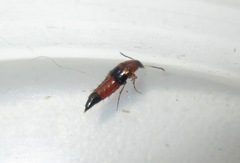 Lordithon pulchellus