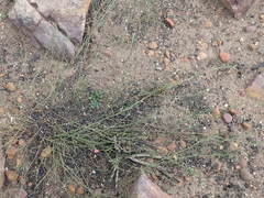 Indigofera leptocarpa