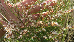 Goniolimon besserianum