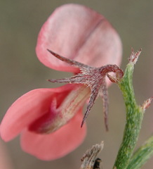 Indigofera leptocarpa