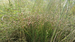 Goniolimon besserianum