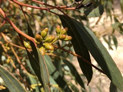 Eucalyptus phenax