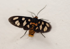 Amata humeralis